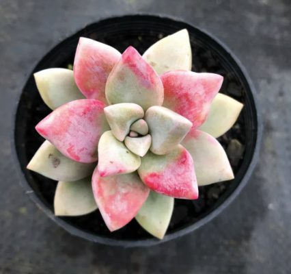 Graptoveria Tricolour
