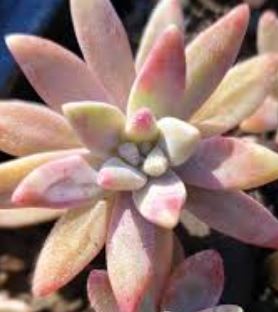 Graptoveria frost bite