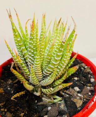 Haworthia Attenuata(Zebra Succulent) Succulent