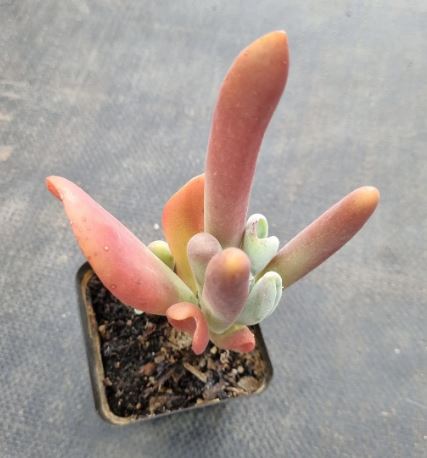 Kalanchoe Firefox aka Fiona’s Ears Succulent
