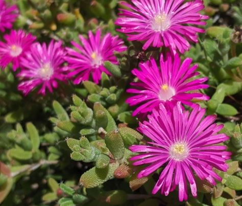 Mesembryanthemum Wooly Pink