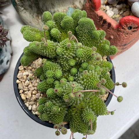 Monanthes Polyphylla