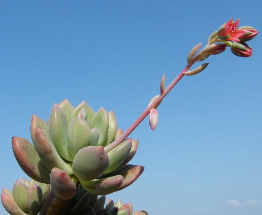 Pachyphytum Dr Cornelius
