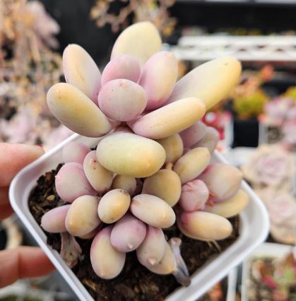 Pachyphytum Orange Snowball Succulent