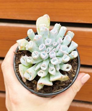 Pachyphytum Trumpet Succulent