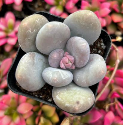 Pachyphytum small dumpling Succulent