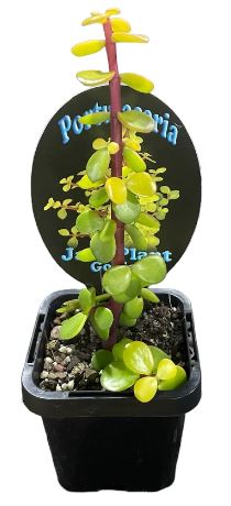 Portulacaria Jade Plant