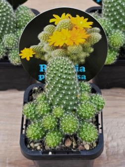 Rebutia Pulvinosa