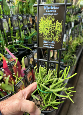 Rhipsalis Teresformheteroclada