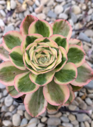 Aeonium Zeus succulent with a sculptural rosette form in a 14cm pot