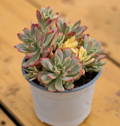 Sedeveria Mini bell variegata Succulent