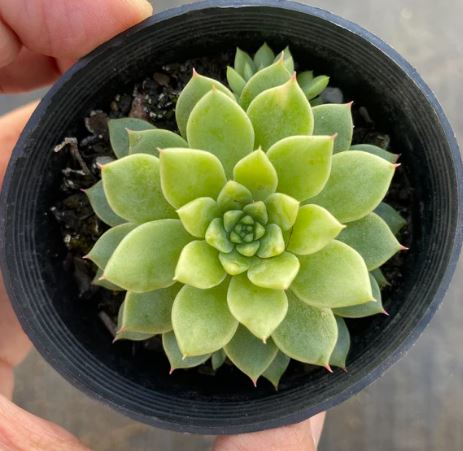 Sedeveria Silver Star Succulent
