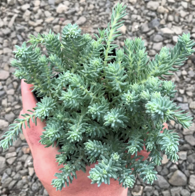 Sedum Blue Spruce