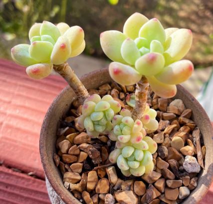 Sedum Clavatum Succulent 14cm