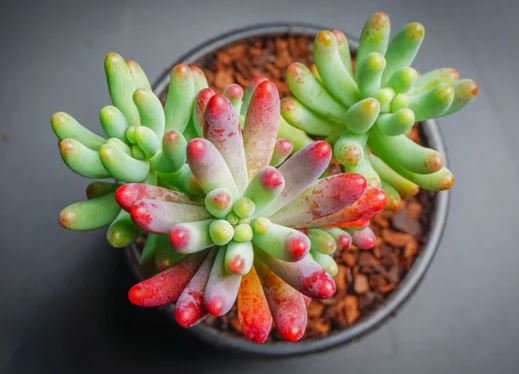 Sedum Pachyphyllum aka Blue Jelly Beans Succulent 14cm