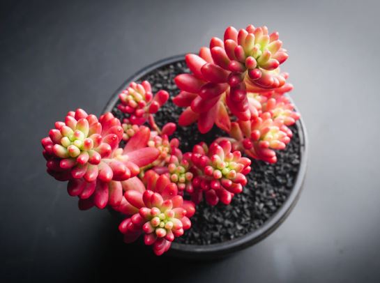 Sedum x Rubrotinctum ‘Aurora’ Pink Jelly Bean Succulent 14cm
