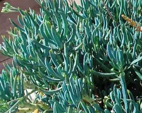 Sedum blue feather