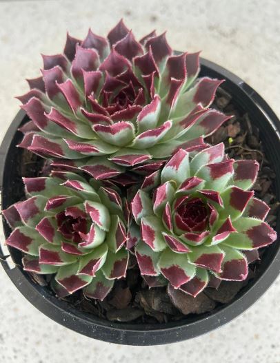 Sempervivum Guillaumes Succulents 63mm