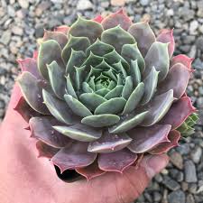 Sempervivum Lilac Time Succulent 6cm