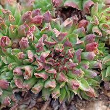 oddity succulent Sempervivum Oddity