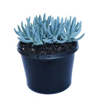 Senecio Serpens Blue Chalk Sticks