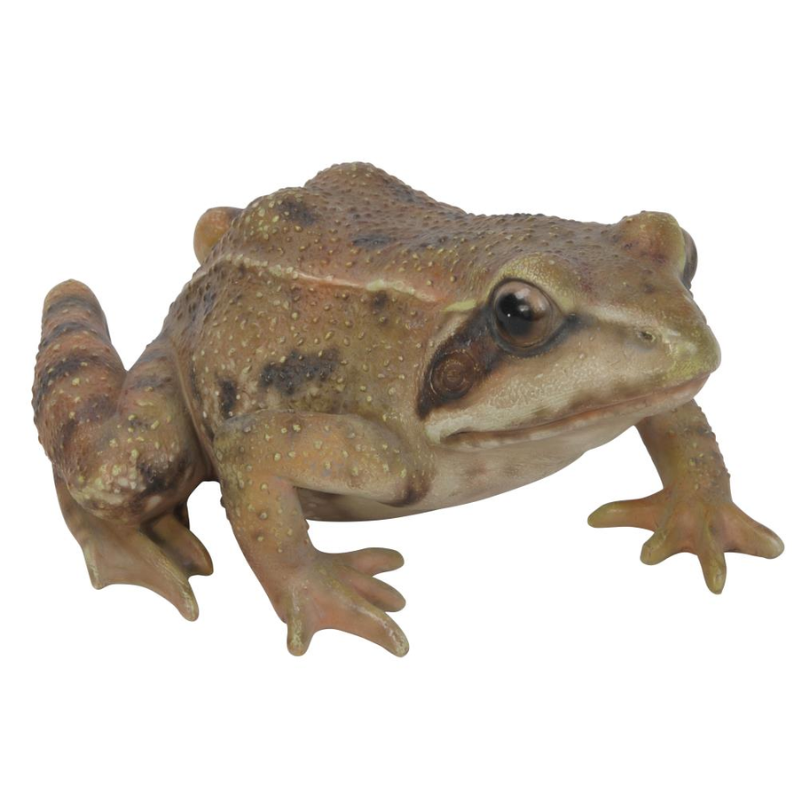 Brown Frog Squatting - Small Statue