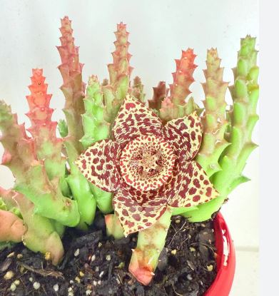 Stapelia The Starfish Plant