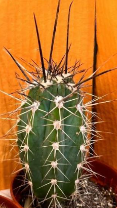Stetsonia Coryne cactus in a 10cm pot, ideal for unique home decoration and succulent gardens, available from Fountains Galore.