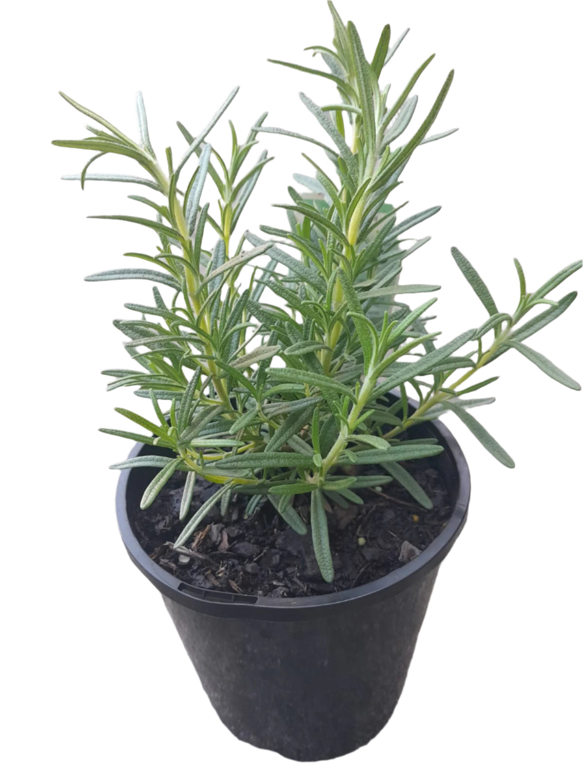 Rosemary Outdoor Plants