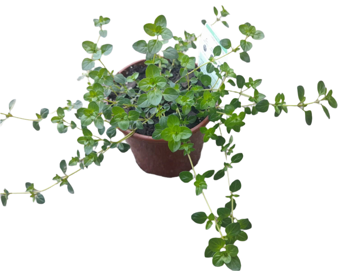 Thyme Outdoor Plants