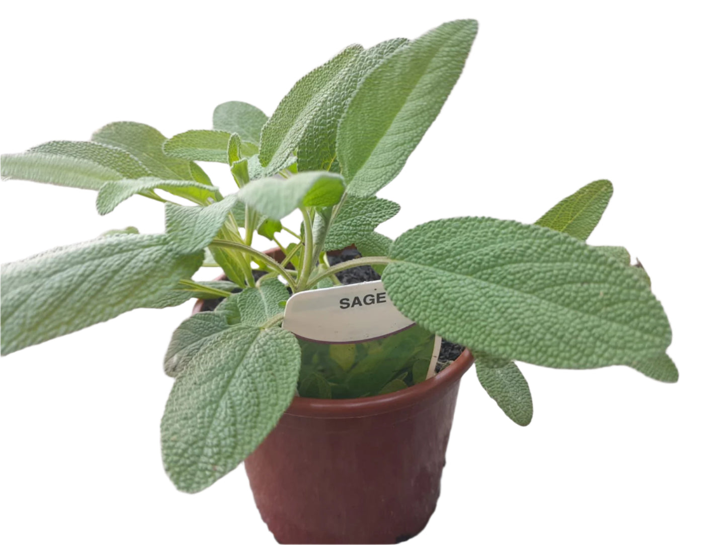 Sage Plant Outdoor Plants