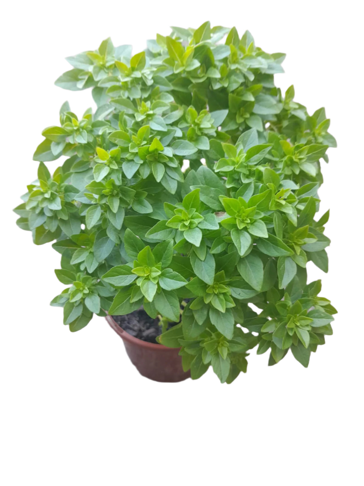 Basil - Spicy Globe Outdoor Plants