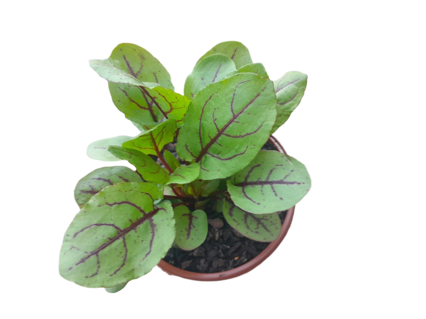 Sorrel French Plant Outdoor Plants