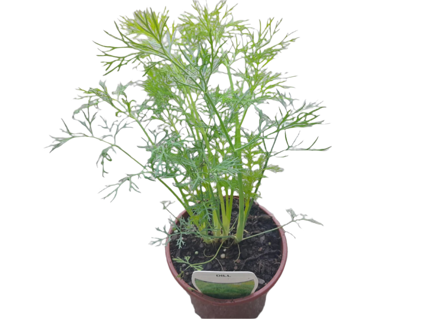 Dill Plant Outdoor Plants