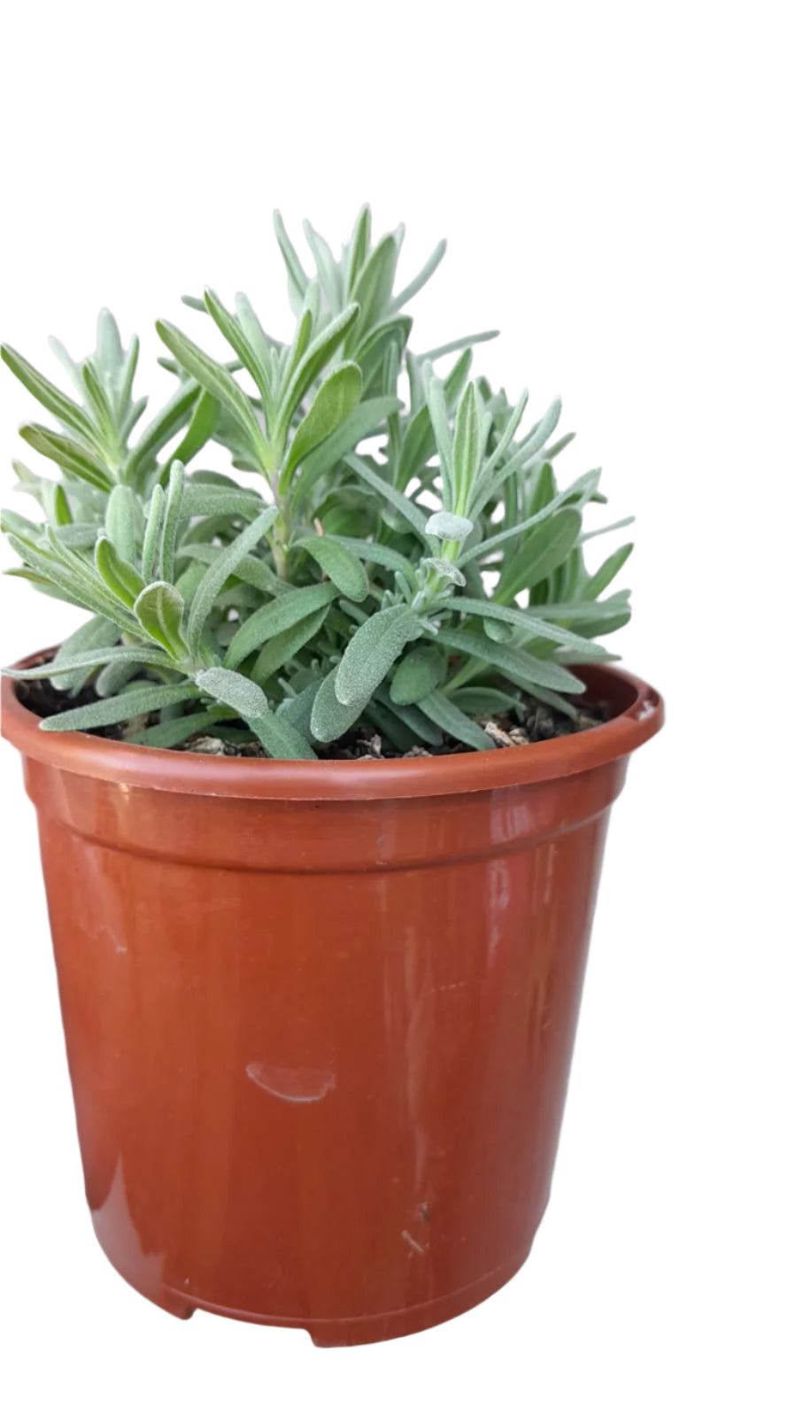 English lavender Outdoor Plants