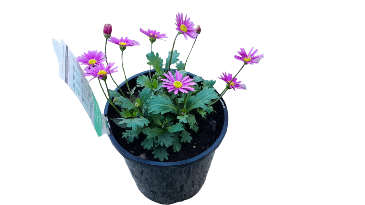 Brachyscome Fresco Bright Pink Outdoor Plants