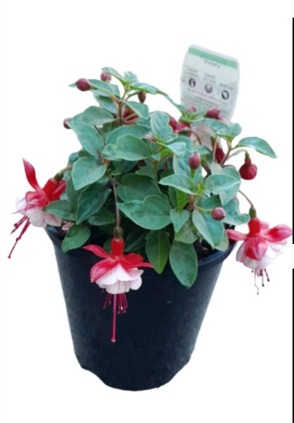 Fuchsia Plant Outdoor Plants