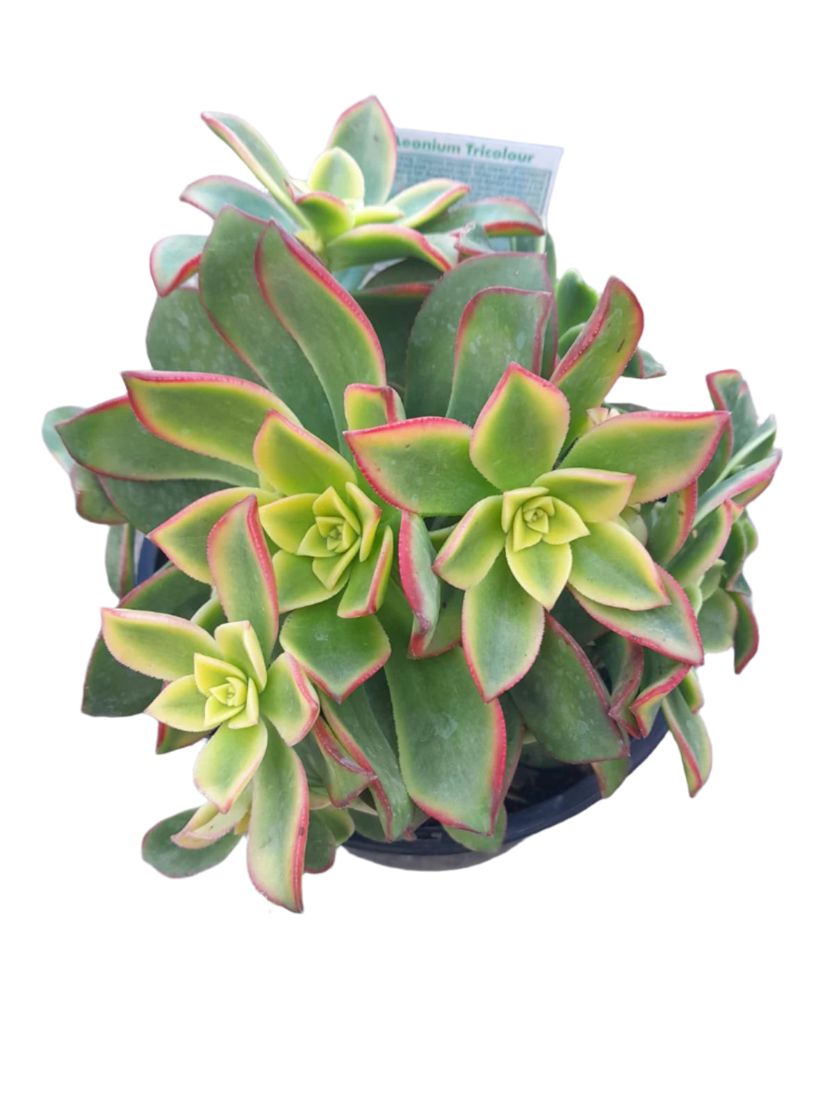 Aeonium 'Tricolour' Plant Succulent