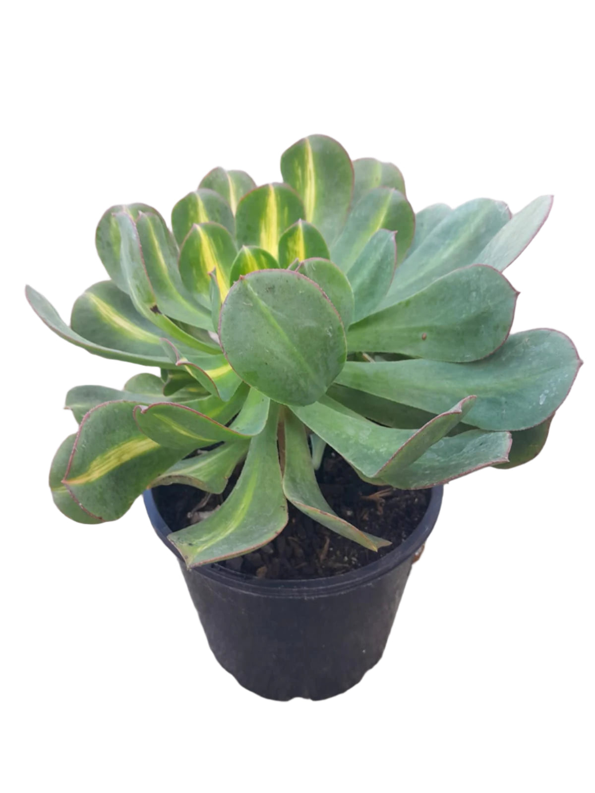 starburst succulent Aeonium Starburst Plant