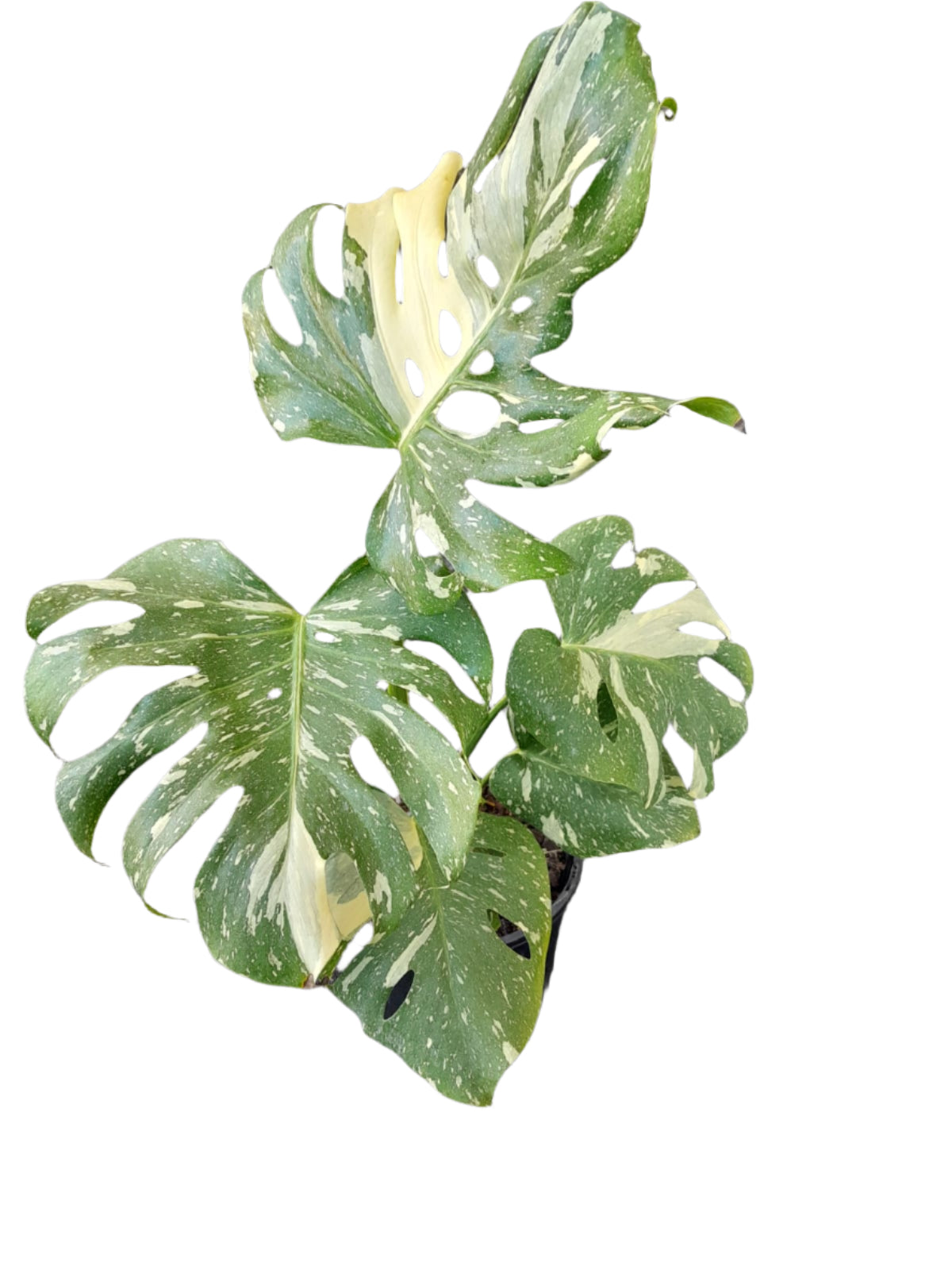 Monstera ‘Thai Constellation’ Indoor Plants