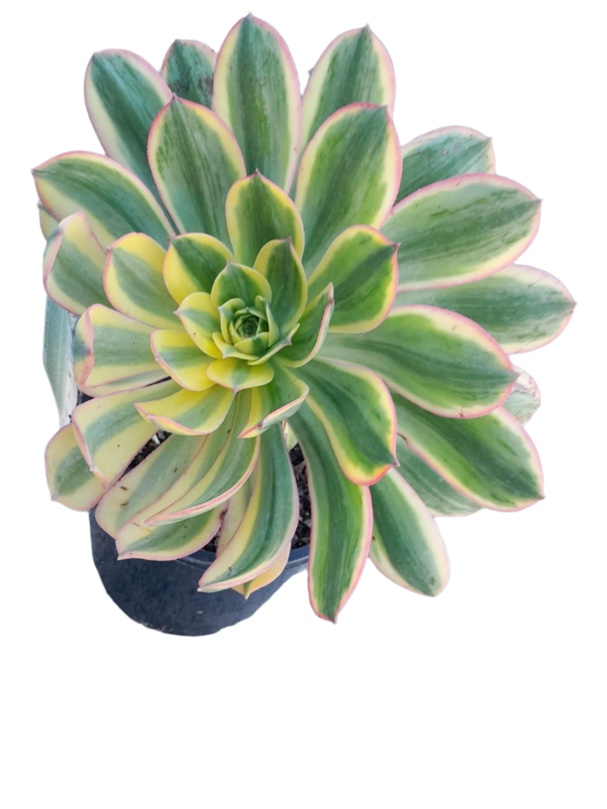 AEONIUM Sunburst Plant Succulent