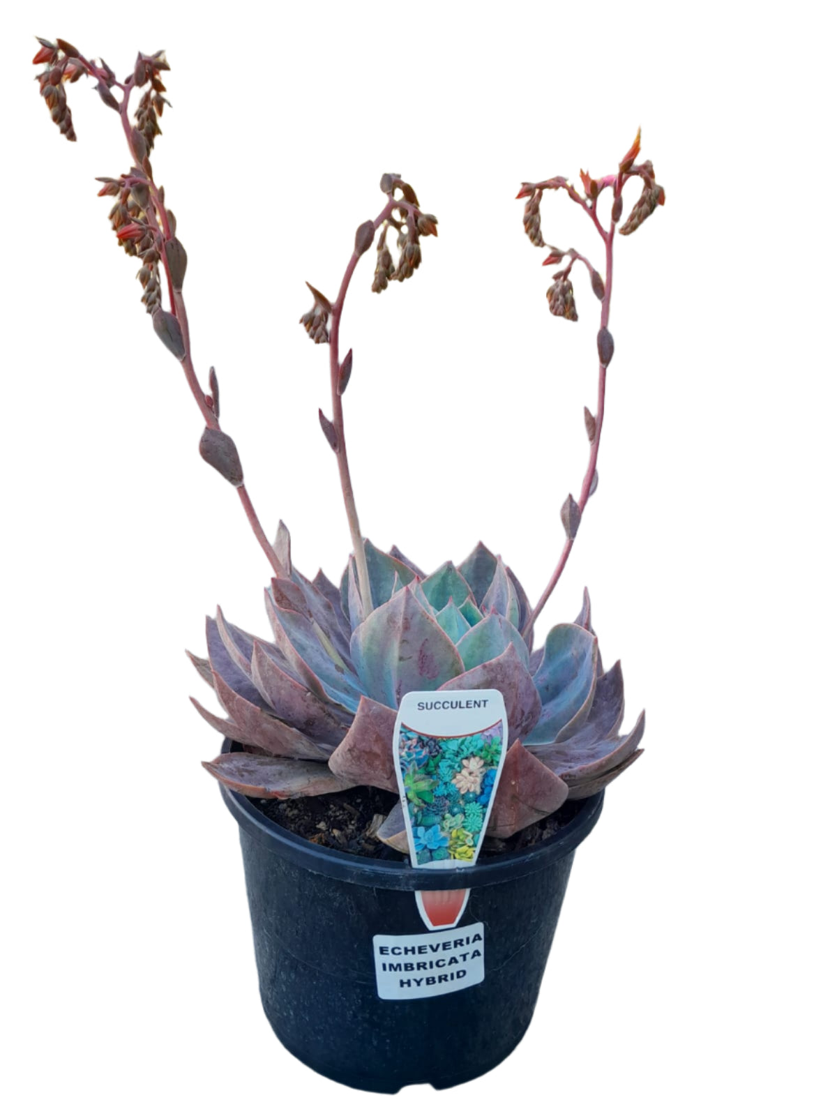 Echeveria Imbricata Hybrid Succulent