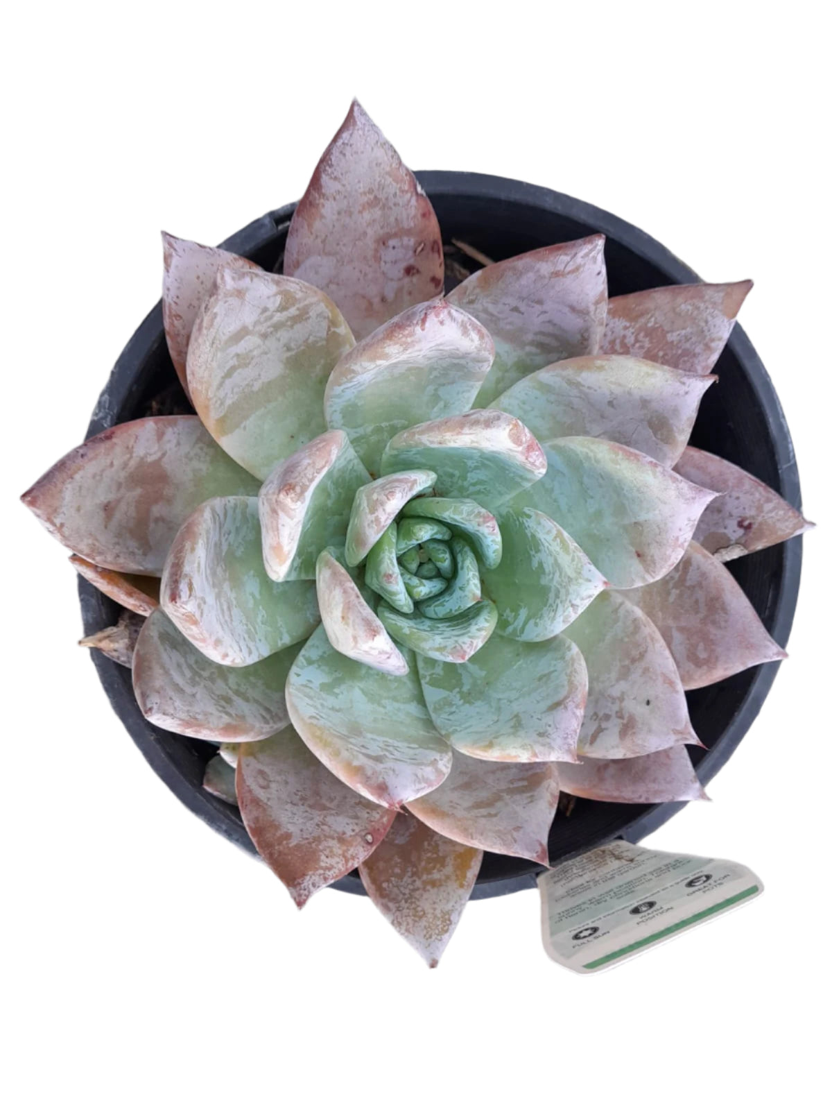 mexican giant succulent Echeveria colorata 'Mexican Giant'