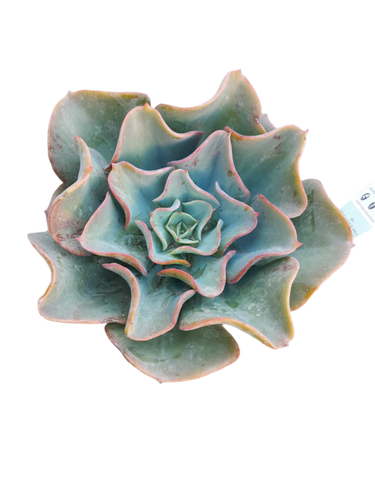 Echeveria 'Brilliant' Succulent Plant Succulent