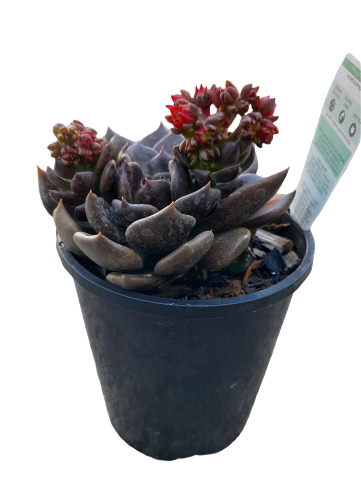 black prince succulent flower Echeveria 'Black Prince' Plant