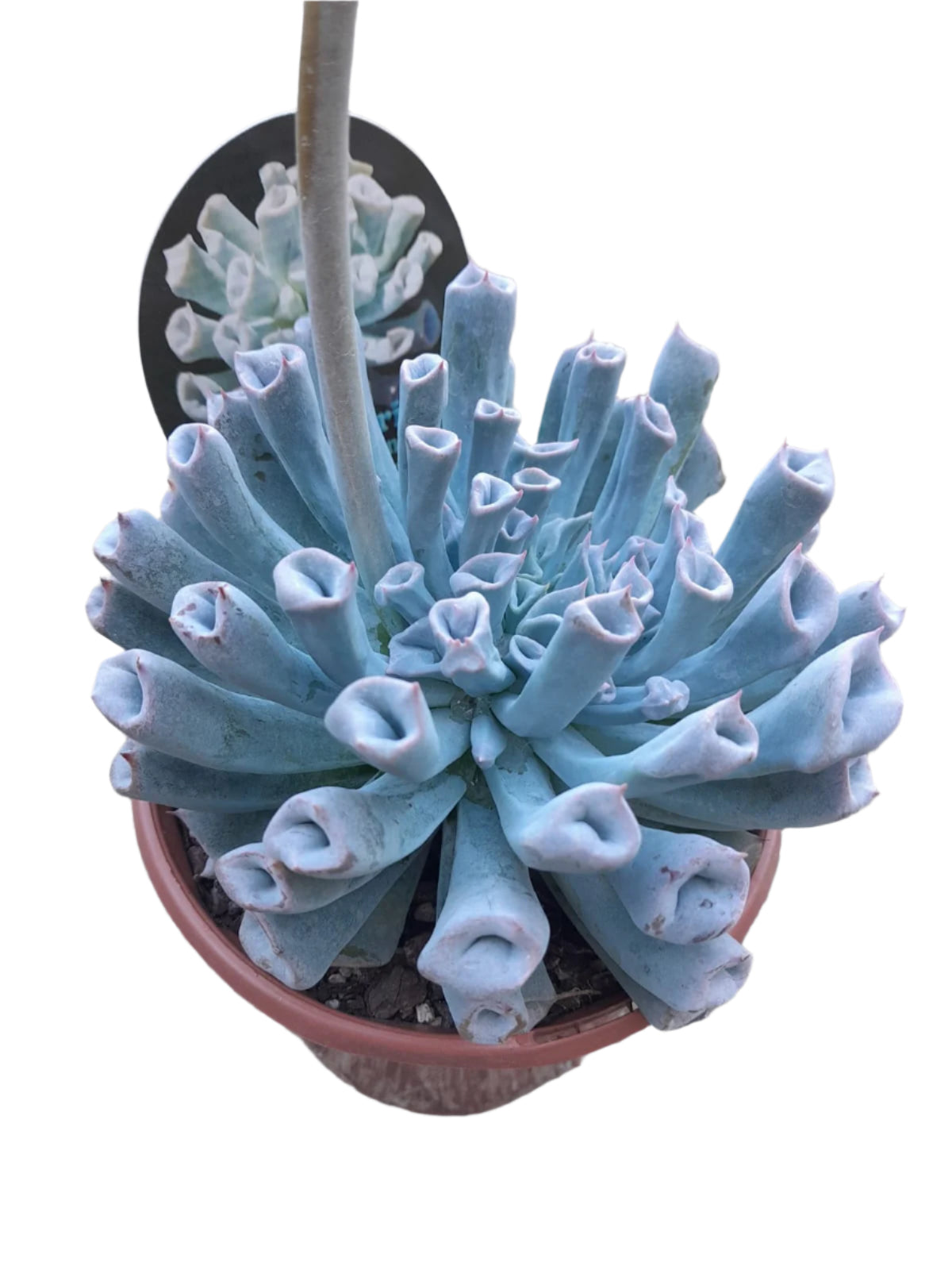 Echeveria Trumpet Pinky 'Blue Form' Succulent Succulent