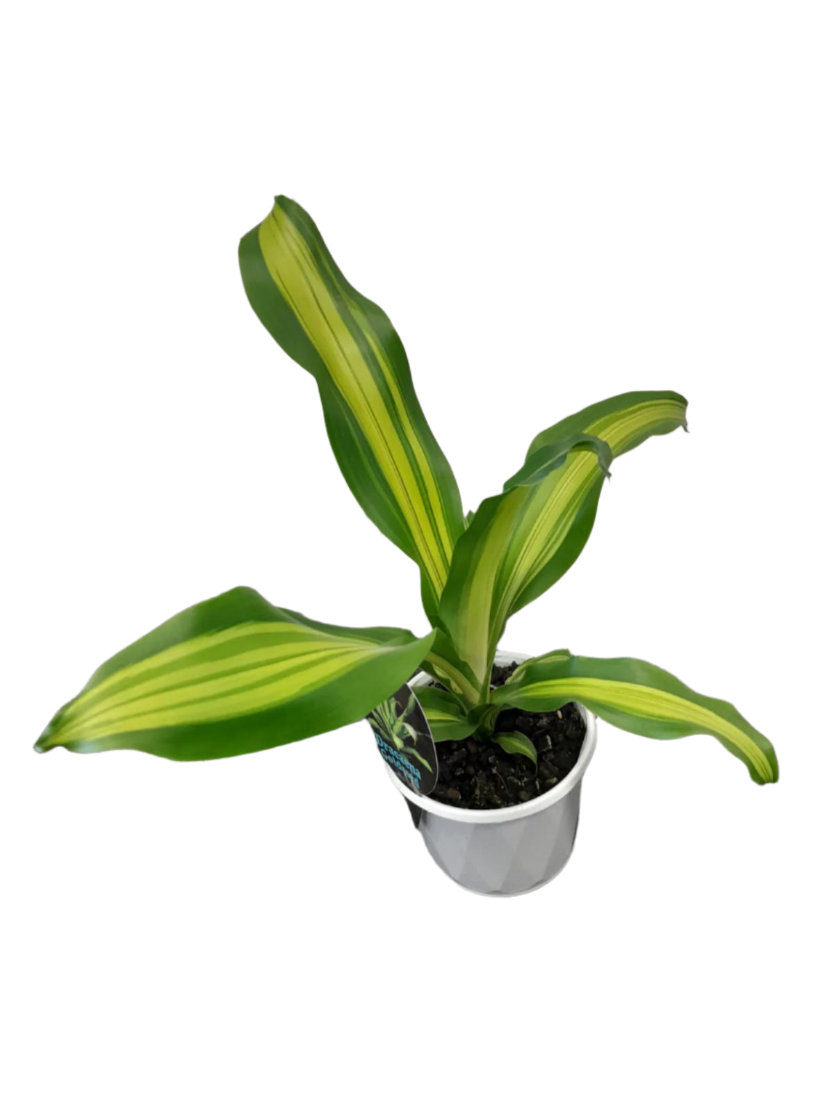 Dracaena Gold Cord Happy Plant Indoor Plants