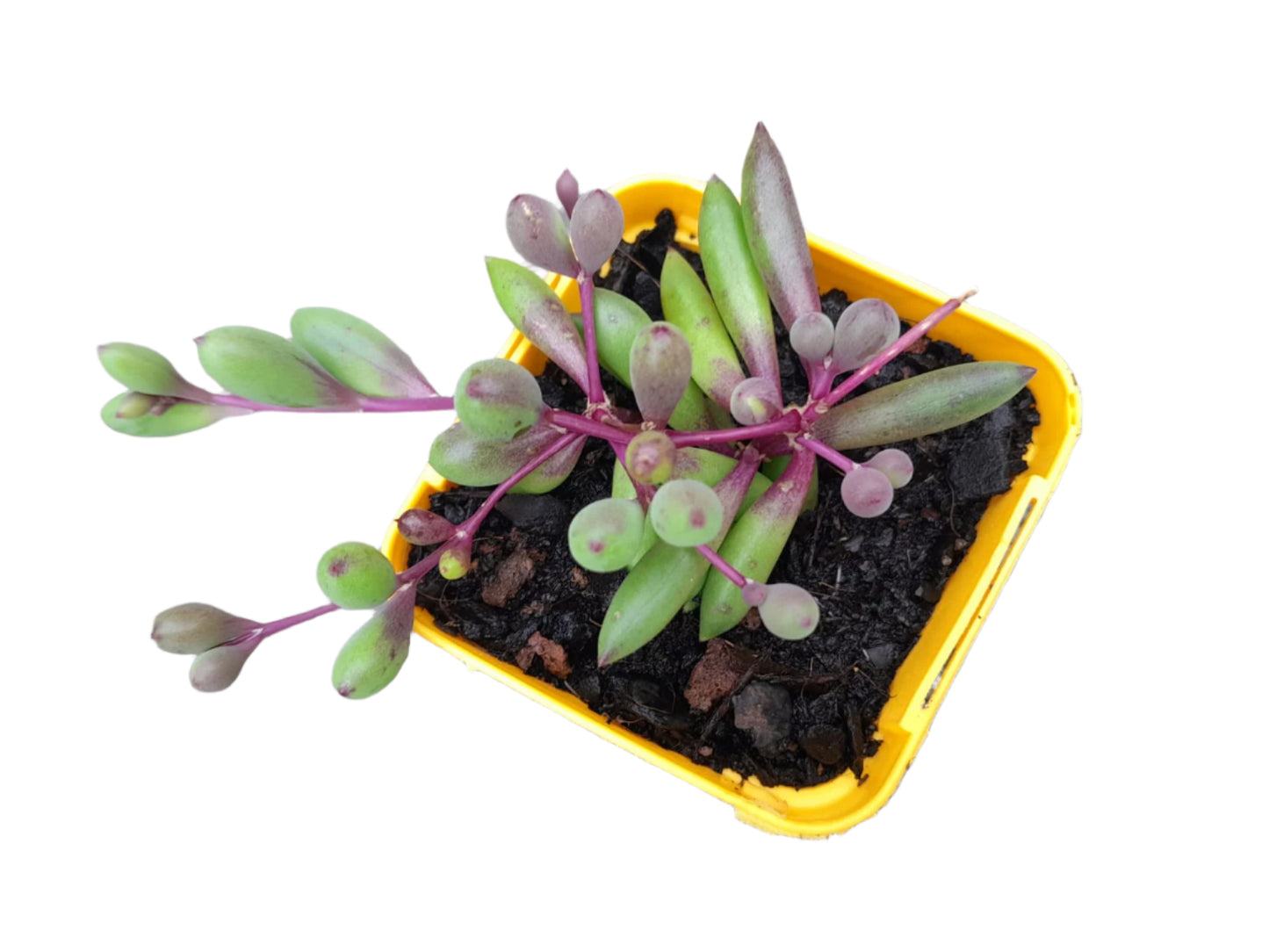 Orthonnia capensis-Ruby Necklace Succulent