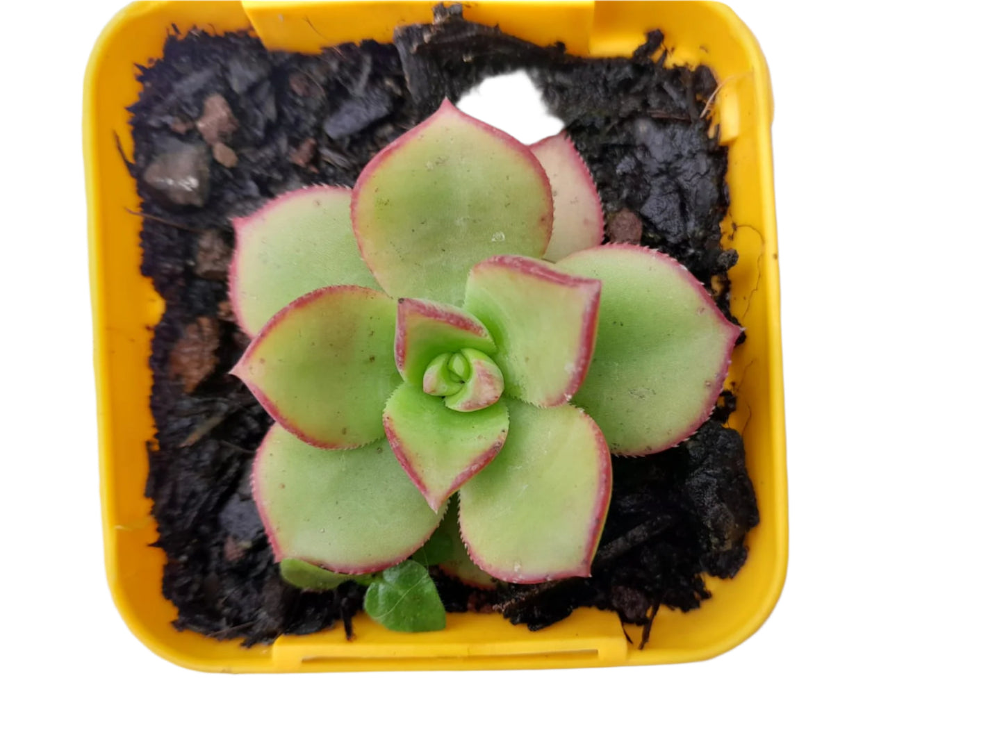 Aeonium haworthii Succulent