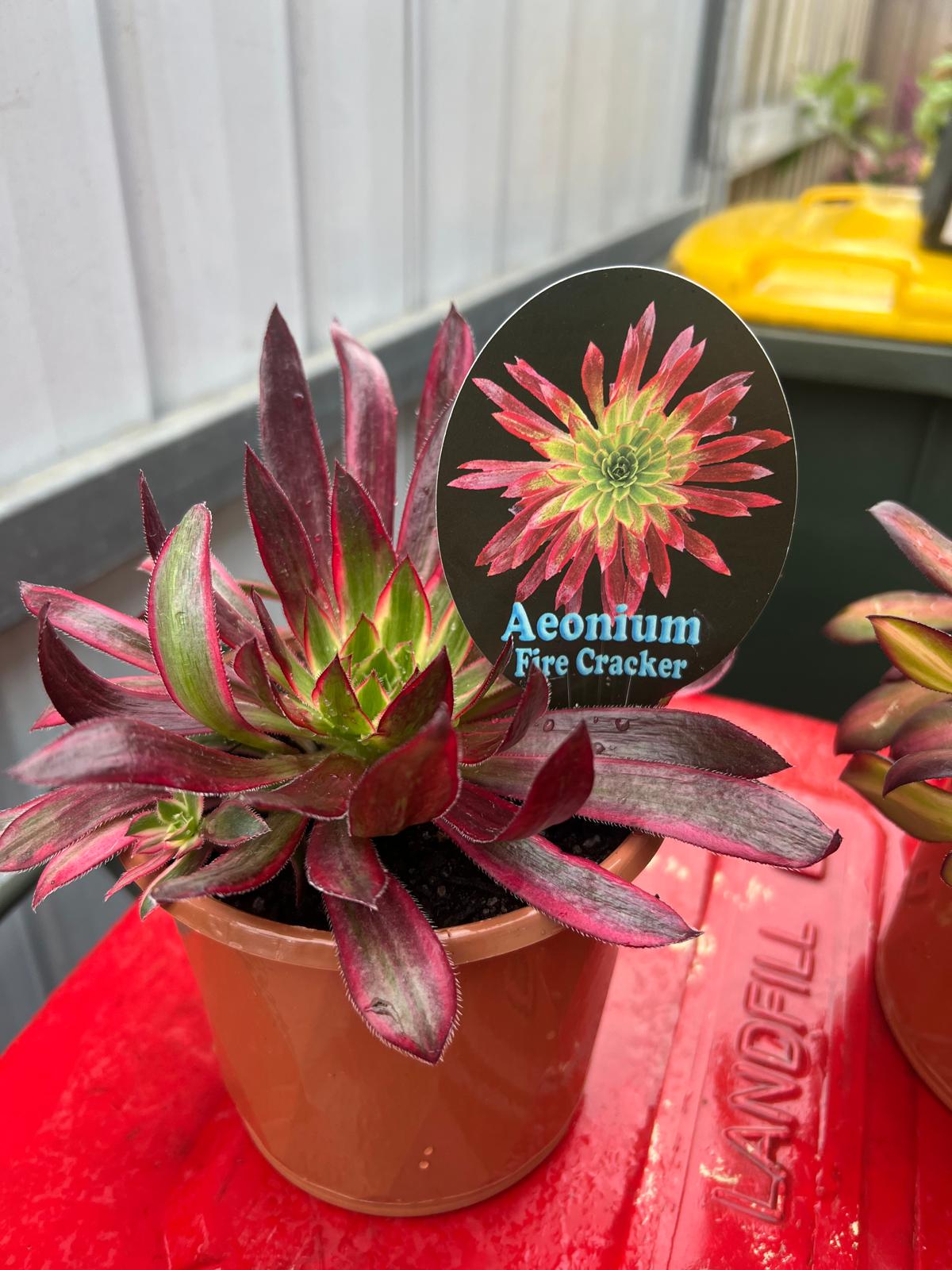 Aeonium Fire Cracker plant in a 20cm pot, showcasing vibrant colors and unique foliage